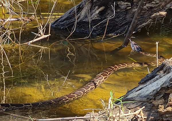 5 cá thể động vật hoang dã quý hiếm bao gồm 3 cá thể trăn đất (Python molurus), 1 cá thể khỉ đuôi lợn (Macaca leonine) và 1 cá thể khỉ vàng (Macaca mulatta).