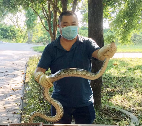 Vừa qua vườn Quốc gia Vũ Quang (Hà Tĩnh) đã tiến hành thả 5 cá thể động vật hoang dã quý hiếm về rừng. Những con vật này đều được tiếp nhận từ người dân.