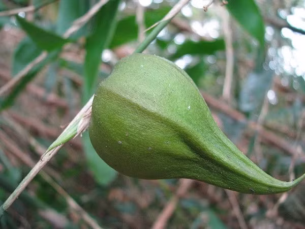 Tuy nhiên người dân bản địa thì mong sự kiện này diễn ra lâu hơn nữa, thậm chí nếu... không xảy ra nữa cũng tốt. Bởi quá trình phát tán hạt giống của cây thu hút rất nhiều loài động vật gặm nhấm và một trong số đó là chuột đen.