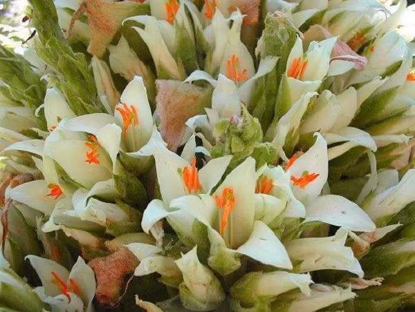 Loài cây này cao khoảng 3-4m. Nhưng khi ra hoa, chiều cao của cây Puya lên đến 12m, cho ra cụm hoa cả ngàn bông chứa đến 10 triệu hạt giống. Sau khi phát tán hết hạt giống, cây… sẽ từ biệt cuộc đời.