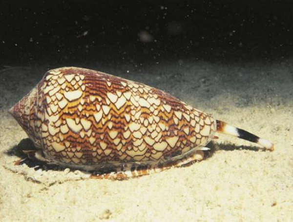 5. Ốc nón là một trong những loài động vật độc nhất trên thế giới. Tuy nhiên, nó được cho là mạnh gấp hàng trăm lần so với morphin. Các nhà khoa học vẫn đang cố gắng tìm ra phương thức tốt nhất để khai thác, bào chế và sử dụng trong y học.