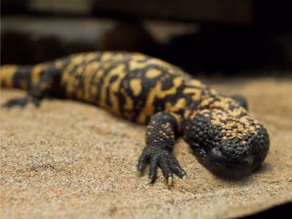 6. Dù có độc nhưng các nhà khoa học phát hiện loại hormone mạnh trong nọc độc của thằn lằn gila có thể kích thích sản xuất insulin. Đây là hợp chất cần thiết để kiểm soát lượng đường trong máu và ngăn ngừa bệnh tiểu đường.