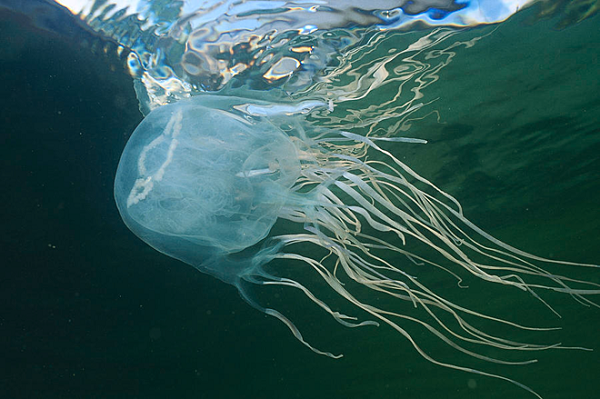 8. Việc bị sứa đốt khi đi biển đã trở thành nỗi ám ảnh của nhiều người. Tuy nhiên ít ai biết rằng, nọc độc của sứa được chứng minh có đặc tính chống ung thư.