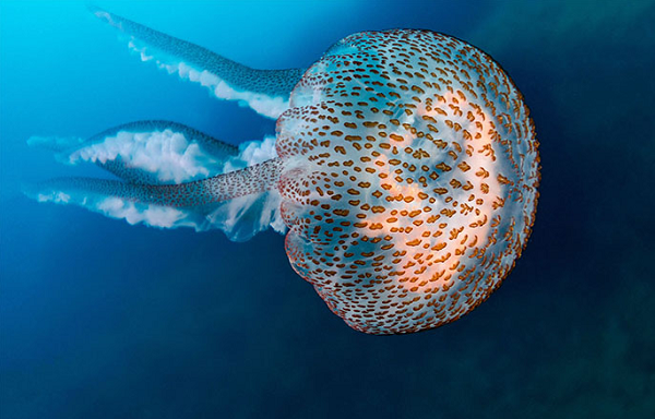 Mặc dù việc sử dụng nọc độc của sứa để làm thuốc chưa được nghiên cứu nhiều như động vật khác, tuy nhiên các nhà khoa học đang dần quan tâm đến chúng nhiều hơn.