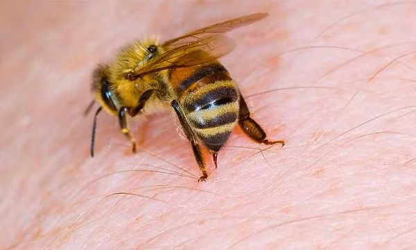 3. Ong có nọc độc khá nguy hiểm, thậm chí có thể gây chết người. Tuy nhiên, nọc ong được chứng minh có lợi cho hệ miễn dịch khi được sử dụng đúng cách trong điều trị viêm khớp, bệnh Lyme, chàm, hen suyễn, khối u...