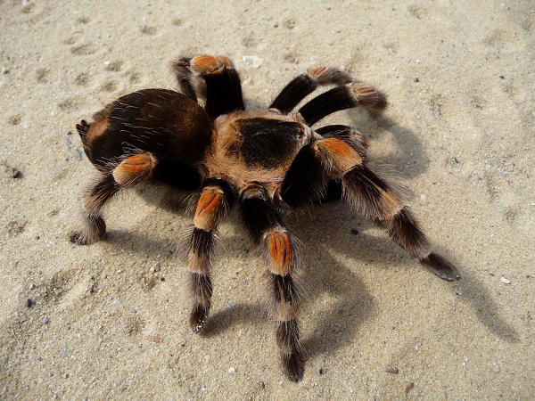 Một số thành phần trong nọc độc của nhện tarantula có thể được sử dụng như chất thay thế không gây nghiện cho thuốc giảm đau opioid, có lợi với những người phải dùng thuốc giảm đau mãn tính.