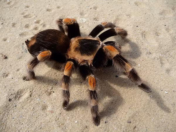 Một số thành phần trong nọc độc của nhện tarantula có thể được sử dụng như chất thay thế không gây nghiện cho thuốc giảm đau opioid, có lợi với những người phải dùng thuốc giảm đau mãn tính.