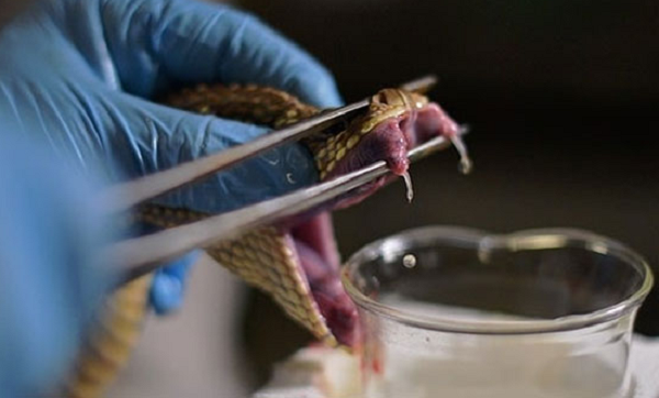 Trong nghiên cứu, những con chuột đực được gây bệnh viêm khớp và sau đó được tiêm nọc rắn hổ mang với những liều không gây nguy hiểm. Kết quả cho thấy các triệu chứng viêm khớp của số chuột thí nghiệm này được cải thiện đáng kể.