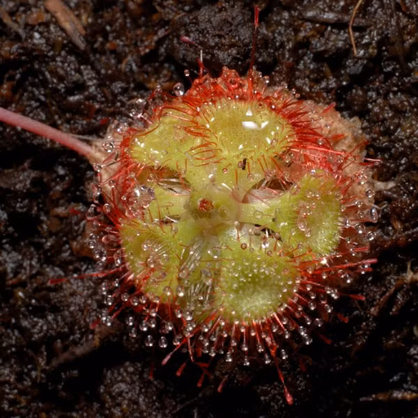 Thực vật ăn thịt là những loài sở hữu các loại bẫy tinh vi và khả năng cử động nhanh như chớp vô cùng đặc biệt. Cây gọng vó, tên khoa học là Drosera burmannii Vahl. Nếu côn trùng sa bẫy và cố gắng kháng cự thì sẽ chết trong vòng 15 phút do kiệt sức và do các chất nhầy bao quanh khiến chúng bị ngạt thở.