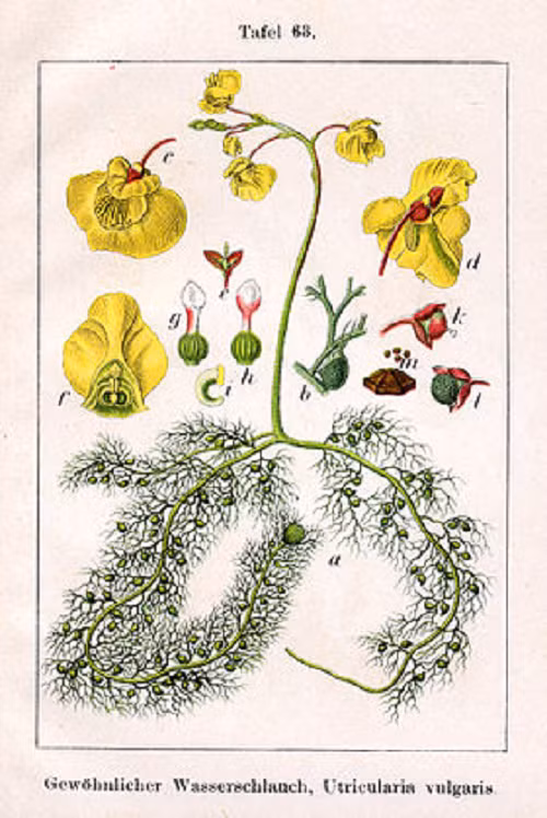 Cùng với đó, những cây gọng vó cũng đang phát triển tốt. Nhờ những nỗ lực này, các loài thực vật ăn thịt ở các đầm lầy than bùn ở phía tây bắc nước Anh đã có thể quay trở lại.