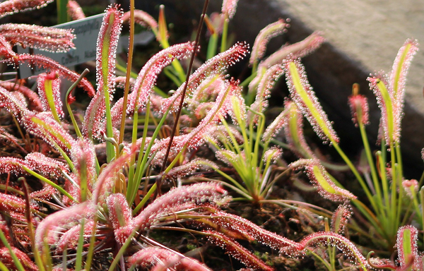 Vào thế kỷ 20, 98% quần thể cây ăn thịt và đầm lầy tại Manchester đã biến mất. Trung bình mỗi năm có một loài thực vật bị tuyệt chủng ở mỗi quận trên khắp nước Anh.