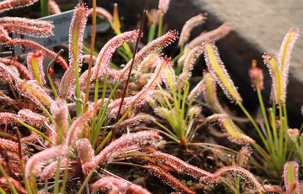 Vào thế kỷ 20, 98% quần thể cây ăn thịt và đầm lầy tại Manchester đã biến mất. Trung bình mỗi năm có một loài thực vật bị tuyệt chủng ở mỗi quận trên khắp nước Anh.