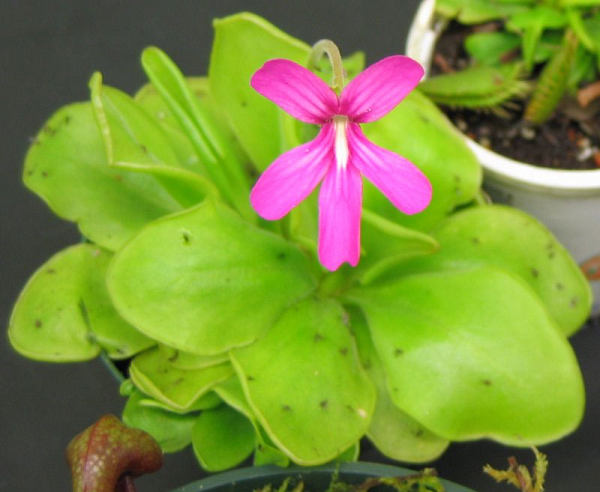Cây cỏ bơ (butterwort) sử dụng những chiếc lá có chất dính của mình để thu hút, bẫy và tiêu hoá côn trùng. Khi côn trùng đậu xuống, cây tiết ra nhiều chất nhầy hơn. Con mồi sẽ bị dính chặt và bọc trong đống chất nhầy này.