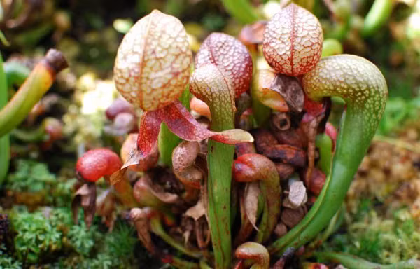 Cây lá chén California tự chủ động bơm nước vào, cũng bởi vì nó có một đường dẫn nối thẳng vào đó. Điều này khiến cho những con mồi ngây thơ nếu vô tình tò mò bò vào sẽ bất ngờ bị đóng cửa ra, và sau đó nước tràn đến nhấn chìm, tiêu hóa dần.