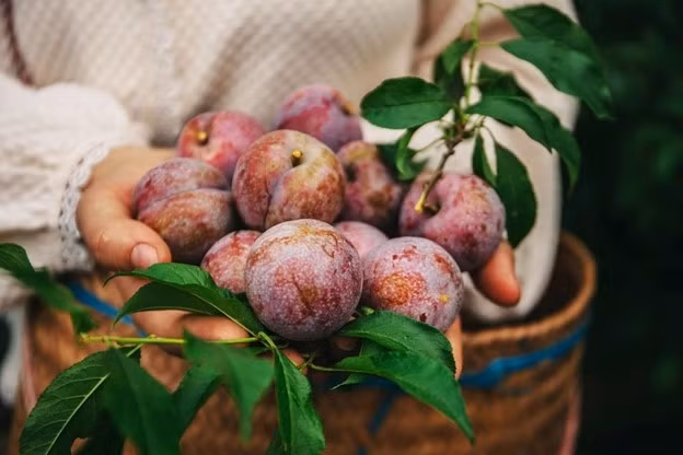 4 tac hai neu an qua nhieu man