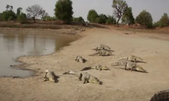 Người dân cho cá sấu ăn, các em nhỏ bơi cùng chúng trong ao,...là những hình ảnh về cuộc sống thường nhật tại làng Bazoule.