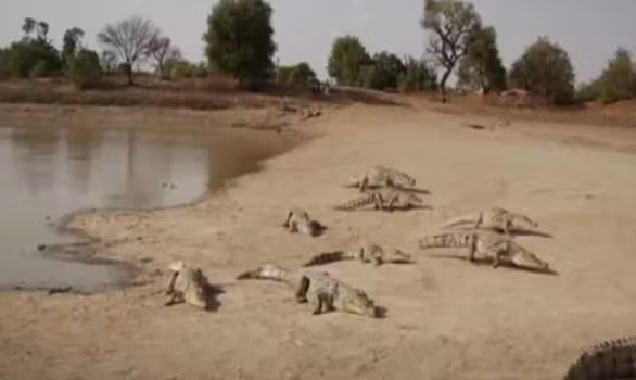 Kinh ngạc nơi dân làng “chung sống hòa bình” với cá sấu - Hình 2 Kinh ngac noi dan lang “chung song hoa binh” voi ca sau-Hinh-2