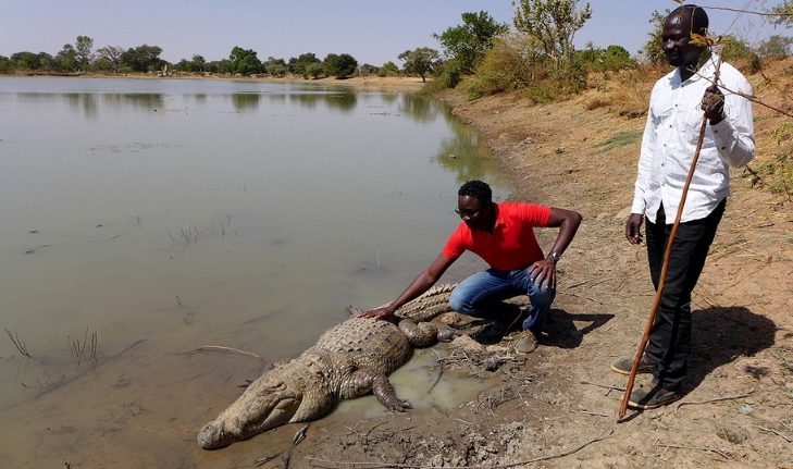 Còn được gọi là “cá sấu sa mạc”, chi cá sấu Tây Phi được tìm thấy ở Bazoule là Crocodylus suchus, chúng có kích thước nhỏ hơn, ít hung dữ hơn và tương đối ngoan ngoãn hơn.