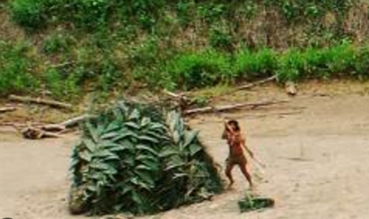 Có thông tin cho rằng Mashco Piro thường giữ khoảng cách với người ngoài. Theo truyền thống, họ dựa vào việc săn bắt và thu thập trứng rùa để kiếm ăn. Ước tính, dân số của bộ tộc này chỉ dưới 800 người. Ảnh: CD.