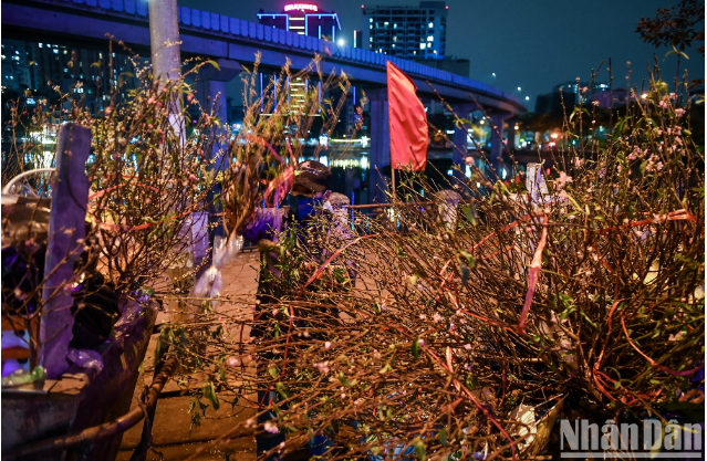 Hoa đào tàn được người dân bỏ lại trên các xe rác nặng đầy.