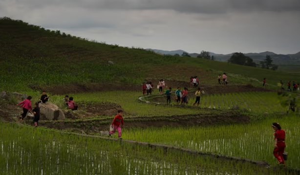 Các em học sinh ở Triều Tiên cũng tham gia lao động trên cánh đồng lúa phía đông nam Bình Nhưỡng. Ảnh: AP.