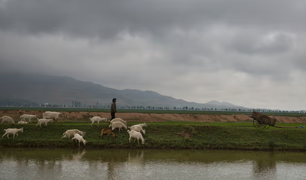 Một người đàn ông chăn dê trên cánh đồng phía đông nam Bình Nhưỡng, Triều Tiên, vào tháng 6/2014. Ảnh: AP.