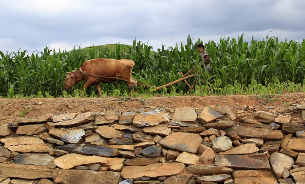 Bức ảnh chụp một nông dân Triều Tiên cày ở ruộng ngô tại Sohung, tỉnh Bắc Hwanghae, nhiều năm trước. Ảnh: Ảnh: AP.