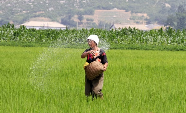 Trong ảnh, một người nông dân Triều Tiên rải phân bón trên cánh đồng lúa ở Sohung, tỉnh Bắc Hwanghae, Triều Tiên. Ảnh: AP.