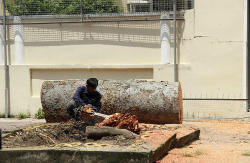 Cay co thu bat goc de sap tuong bao Lanh su quan Nga-Hinh-3