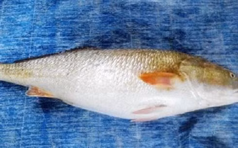 Bắt được con cá lạ nặng gần 10kg có giá bạc tỷ Bat duoc con ca la nang gan 10kg co gia bac ty