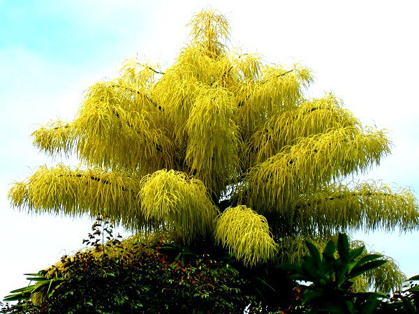 Ngo ngang loat hoa than tien 3.000 nam moi no-Hinh-3