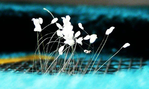 Ngo ngang loat hoa than tien 3.000 nam moi no