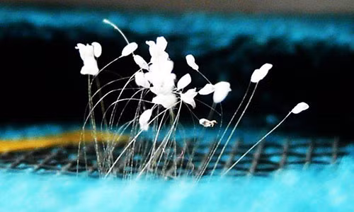 Ngo ngang loat hoa than tien 3.000 nam moi no