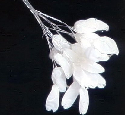 Ngo ngang loat hoa than tien 3.000 nam moi no-Hinh-2