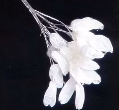 Ngo ngang loat hoa than tien 3.000 nam moi no-Hinh-2