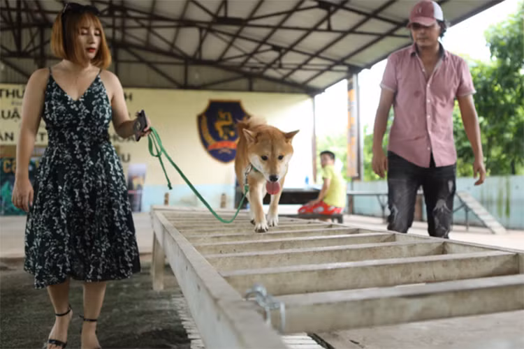 Đạo diễn Vũ Thủy khen ngợi chú chó này hội tụ những đặc điểm phù hợp từ ngoại hình bên ngoài đến các yếu tố khác cho vai diễn. Ảnh: Zing