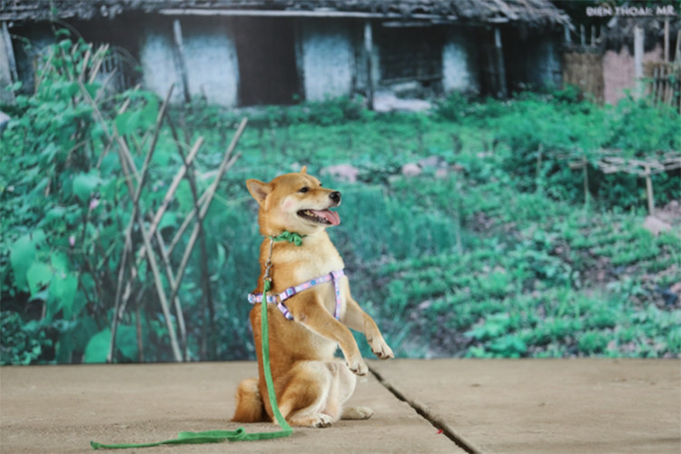 Mới đây, đạo diễn Trần Vũ Thủy và ê-kíp đã khởi động dự án phim Cậu Vàng, chuyển thể từ truyện ngắn Lão Hạc của nhà văn Nam Cao. Điều đáng nói, ê-kíp chọn chú chó Nhật đóng vai Cậu Vàng đã gây tranh cãi. Ảnh: Người lao động