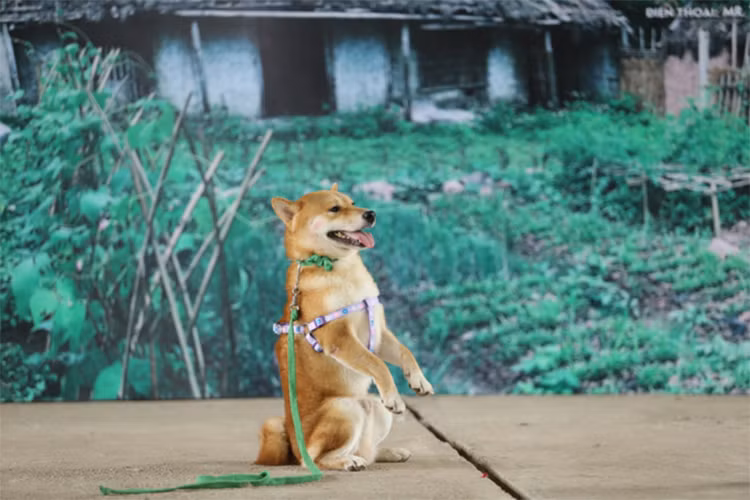 Mới đây, đạo diễn Trần Vũ Thủy và ê-kíp đã khởi động dự án phim Cậu Vàng, chuyển thể từ truyện ngắn Lão Hạc của nhà văn Nam Cao. Điều đáng nói, ê-kíp chọn chú chó Nhật đóng vai Cậu Vàng đã gây tranh cãi. Ảnh: Người lao động