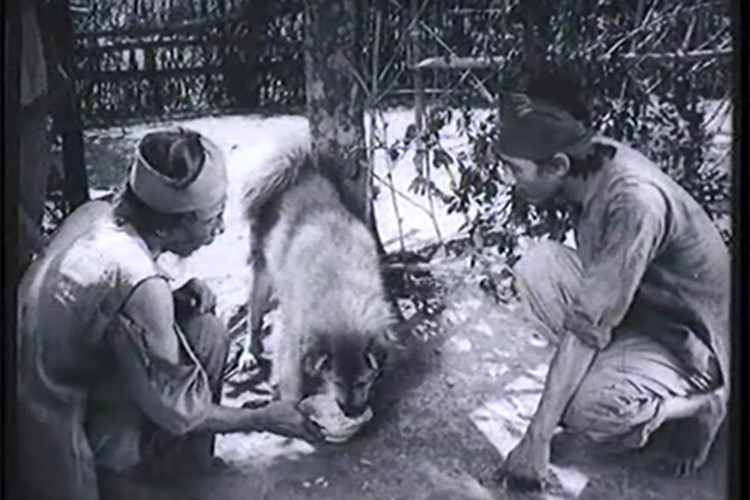 Trong “Làng Vũ Đại ngày ấy”, Lão Hạc cùng chú chó đóng vai " Cậu Vàng" có nhiều phân cảnh gây xúc động. Ảnh: Dân Việt