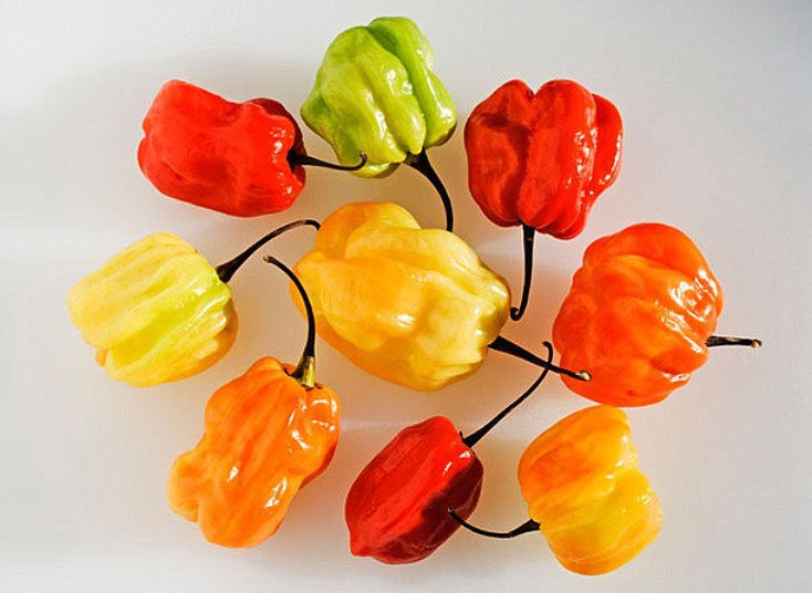 6. Ớt Scotch Bonnet: Ẩm thực vùng Caribbean, ngược lại, lại ưa chuộng loại ớt Scotch Bonnet, như hình trên, loại ớt thường được người dân ở Guyana gọi là "quả cầu lửa" (100,000-350,000 SHU). Loại ớt có độ cay tương tự như vậy là loại ớt có tên gọi Madame Jeanette, một loại ớt chuông có màu vàng cam đến từ vùng Suriname (cũng có độ cay 100,000-350,000 SHU).