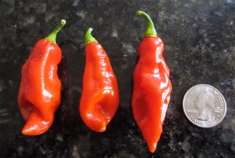 10. Ớt 7 Pot Jonah (Trinidad): Có nguồn gốc từ vùng Chaguanas của Trinidad, loại ớt này có nhiều màu khác nhau từ trắng, vàng đến đỏ và nâu, mức nhiệt cao hơn trong các màu tối hơn. Tên của loại ớt này có nghĩa là chỉ một quả cũng có thể làm cho 7 nồi hầm trở nên cay nồng. Loại ớt này có độ cay khoảng 800.000-1,2 triệu SHU.