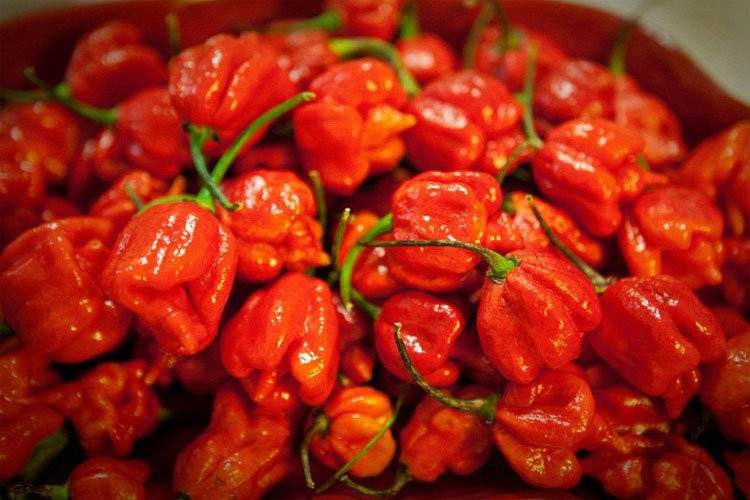 12. Ớt Trinidad Moruga Scorpion: Đứng đầu trong bảng xếp hạng các loại ớt (có lẽ là thực vật nói chung) là giống ớt Trinidad Moruga Scorpion, loại ớt có vị cực cay. Được ví như con quái thú dưới hình dạng quả cầu lửa, đây là loại ớt trồng được đánh giá là cay nhất thế giới. Mặc dù ban đầu vị của nó rất ngọt ngào, sau đó nó sẽ trở nên càng ngày càng cay, với độ cay lên tới 2.000.000 SHU.