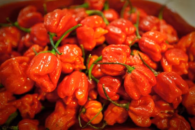 12. Ớt Trinidad Moruga Scorpion: Đứng đầu trong bảng xếp hạng các loại ớt (có lẽ là thực vật nói chung) là giống ớt Trinidad Moruga Scorpion, loại ớt có vị cực cay. Được ví như con quái thú dưới hình dạng quả cầu lửa, đây là loại ớt trồng được đánh giá là cay nhất thế giới. Mặc dù ban đầu vị của nó rất ngọt ngào, sau đó nó sẽ trở nên càng ngày càng cay, với độ cay lên tới 2.000.000 SHU.
