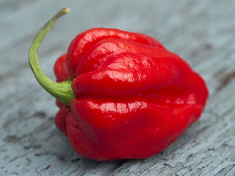 13. Ớt Carolina Reaper (Mỹ): Carolina Reaper được sách kỷ lục Guinness ghi nhận là loại ớt cay nhất thế giới, gấp khoảng 200 lần so với ớt Jalapeno. Độ cay của Carolina Reaper khủng khiếp đến nỗi nếu bạn không có sức khỏe tốt, thử một miếng cũng có thể gây sốc nặng, thậm chí co giật. Loại ớt này có độ cay khoảng 1,4-2.2 triệu SHU.