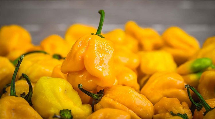 11. Ớt Naga Viper (Anh): Đây là một giống ớt lai được kết hợp từ 3 loại ớt cay nhất thế giới là Naga Morich, Bhut Jolokia và Trinidad Moruga Scorpion. Được trồng lần đầu tiên bởi một nông dân người Anh, Gerald Fowler, loại ớt này từng được ghi nhận là cay nhất thế giới vào năm 2011. Loại ớt này có độ cay khoảng 900.000-1,4 triệu SHU.