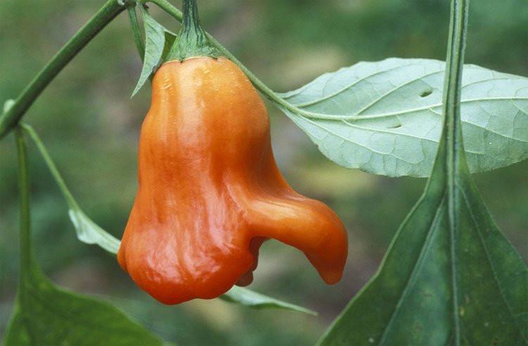 2. Ớt Peru Rocotillo: Ớt Peru Rocotillo thường có màu xanh hoặc vàng, có độ cay từ 1,000-2,500 SHU.