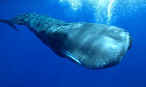 Nhat duoc khoi da xu xi, ngu dan 