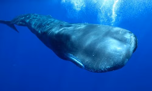 Nhat duoc khoi da xu xi, ngu dan 