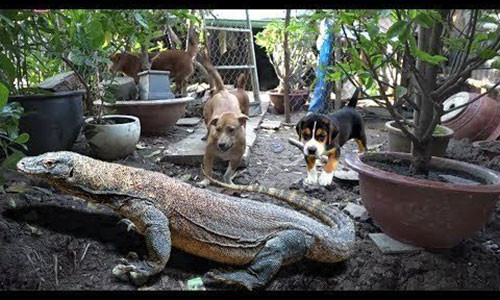 Ky da xe nat con cho, tan cong ca nguoi den cuu