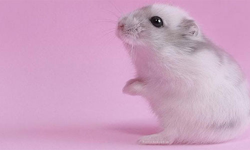 Nhat Ban thanh cong trong chon gioi tinh cho chuot thu tinh nhan tao